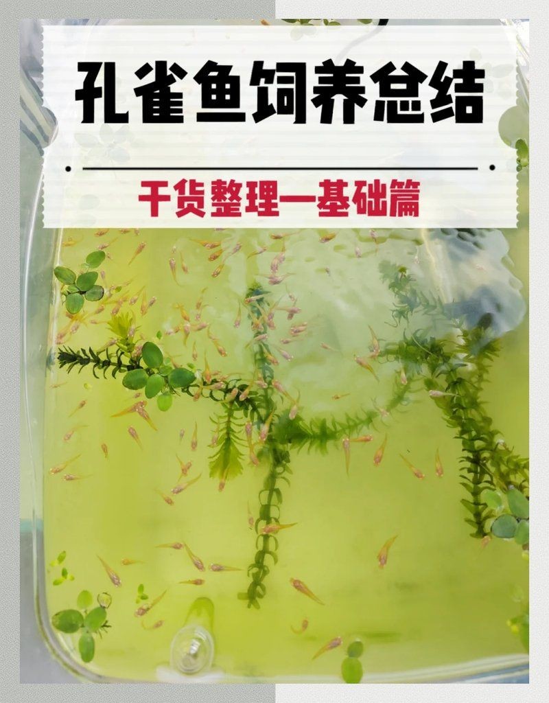 孔雀魚最簡單的養法,零基礎也能輕松上手!孔雀魚超 龍魚百科 第1張 孔雀魚最簡單的養法,零基礎也能輕松上手!孔雀魚超 孔雀魚最簡單的養法,零基礎也能輕松上手!孔雀魚超 龍魚百科 第1張