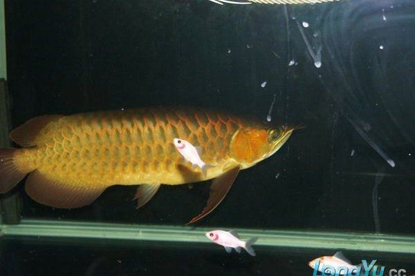 紅龍魚品種排行榜，十大熱門紅龍魚品種排名揭曉，觀賞價值與養護 紅龍魚品種排行榜，十大熱門紅龍魚品種排名揭曉，觀賞價值與養護 龍魚百科 第5張