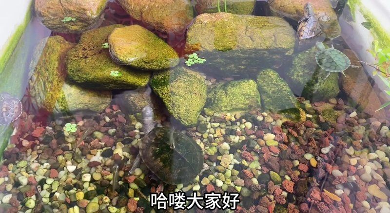 三種人不宜擺放石龜，揭秘，這三種人擺放石龜有禁忌，需謹(jǐn)慎 三種人不宜擺放石龜，揭秘，這三種人擺放石龜有禁忌，需謹(jǐn)慎 龍魚百科 第10張