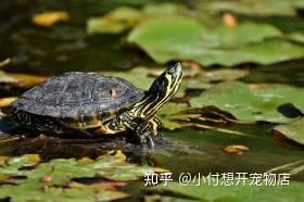 三種人不宜擺放石龜，揭秘，這三種人擺放石龜有禁忌，需謹(jǐn)慎 三種人不宜擺放石龜，揭秘，這三種人擺放石龜有禁忌，需謹(jǐn)慎 龍魚百科 第8張