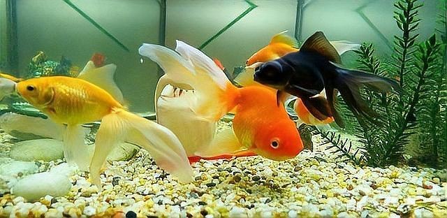 古法養(yǎng)魚怎么清理魚屎，古法養(yǎng)魚必知，輕松解決魚屎清理難題的
