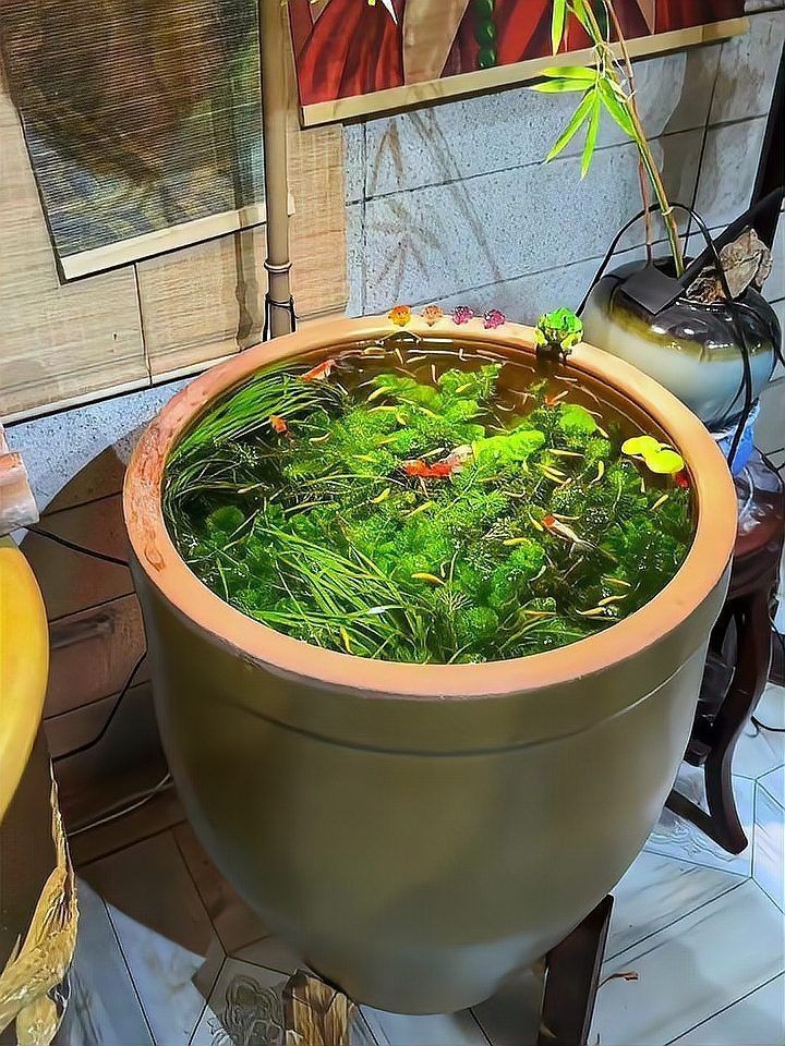 古法養(yǎng)魚怎么清理魚屎，古法養(yǎng)魚必知，輕松解決魚屎清理難題的