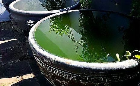 古法養(yǎng)魚怎么清理魚屎，古法養(yǎng)魚必知，輕松解決魚屎清理難題的