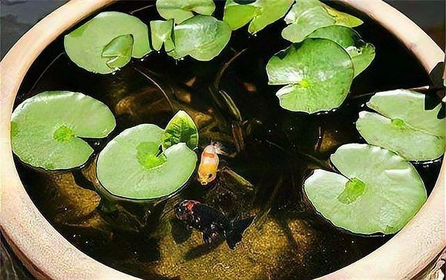 古法養(yǎng)魚怎么清理魚屎，古法養(yǎng)魚必知，輕松解決魚屎清理難題的