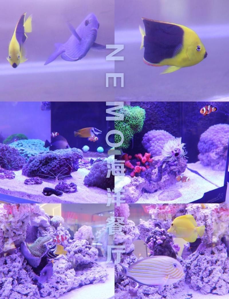 嘉興水族店，嘉興專(zhuān)業(yè)水族店——一站式觀賞魚(yú) 嘉興水族店，嘉興專(zhuān)業(yè)水族店——一站式觀賞魚(yú) 全國(guó)水族館企業(yè)名錄 第7張