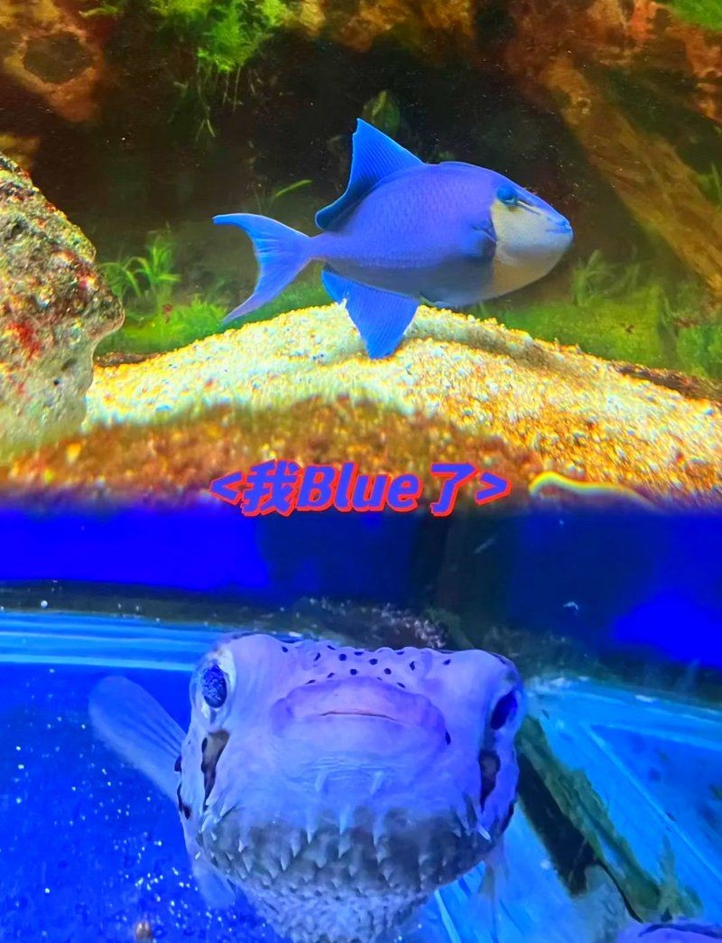 嘉興水族店，嘉興專(zhuān)業(yè)水族店——一站式觀賞魚(yú) 嘉興水族店，嘉興專(zhuān)業(yè)水族店——一站式觀賞魚(yú) 全國(guó)水族館企業(yè)名錄 第10張