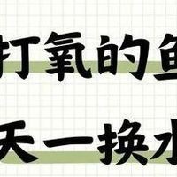 過背金龍和金頭金龍哪個更珍貴，如何鑒別真假金頭金龍，金頭金龍有哪些等級劃分