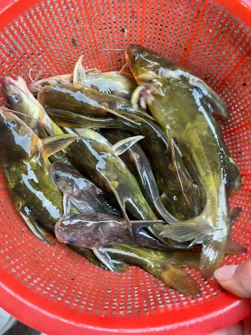 和尚魚價格2023最新價格表，2023年和尚魚最新市場價格行情
