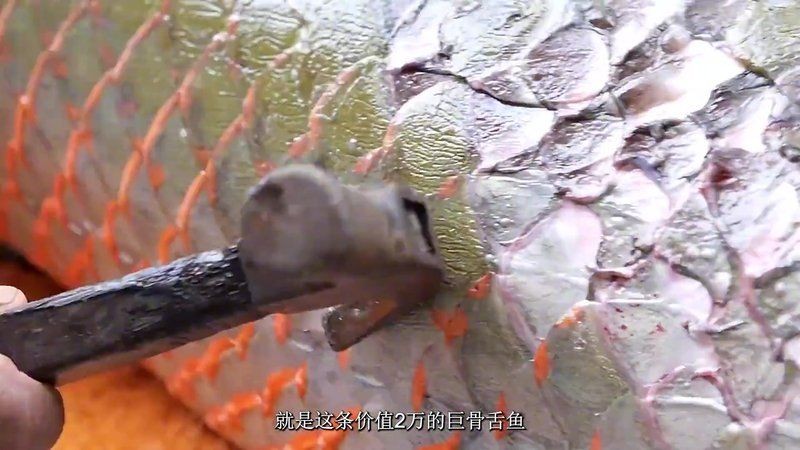 巨骨舌魚70斤多少元一只，70斤巨骨舌魚市場價多少錢一只？最新