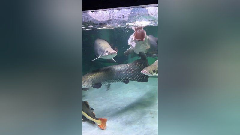 巨骨舌魚70斤多少元一只，70斤巨骨舌魚市場價多少錢一只？最新