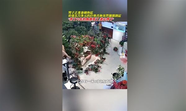 巨骨舌魚70斤多少元一只，70斤巨骨舌魚市場價多少錢一只？最新