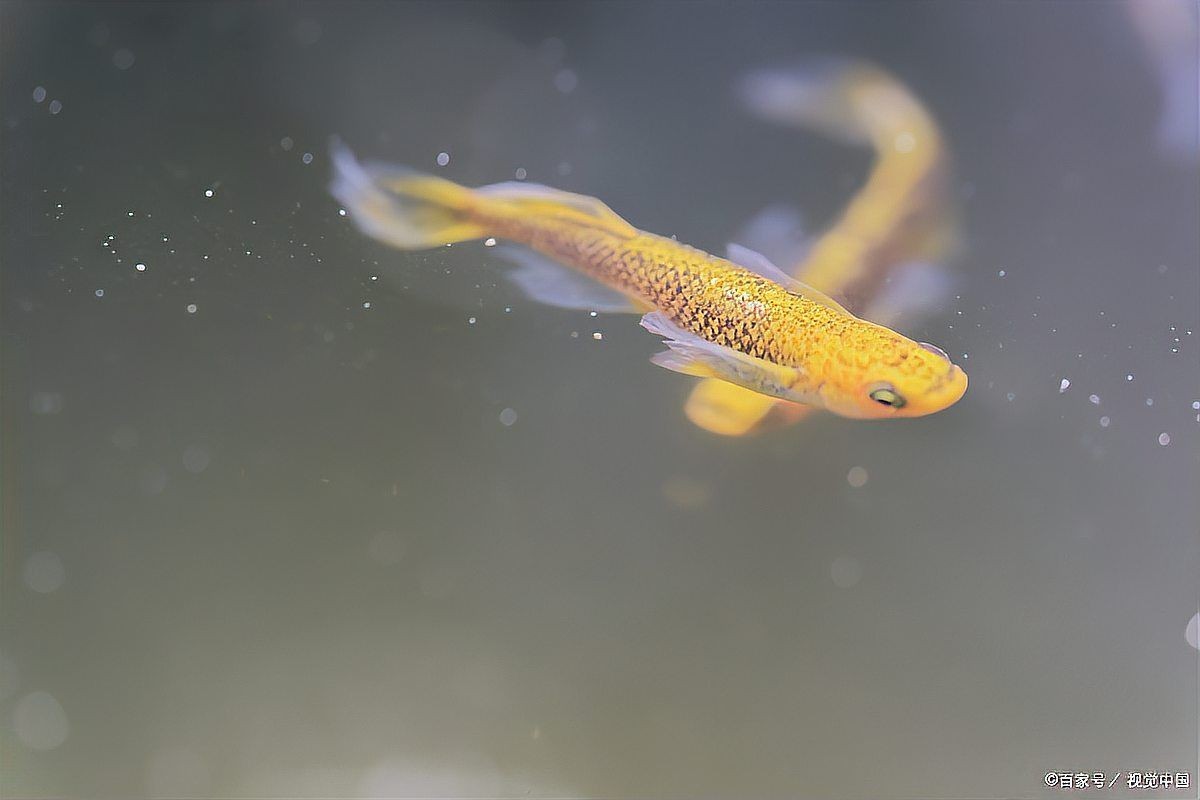好魚糧為何不能亂吃，警惕！優質魚糧也需科學投喂，盲目喂食 好魚糧為何不能亂吃，警惕！優質魚糧也需科學投喂，盲目喂食 全國水族館企業名錄 第4張