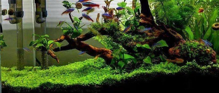 吉印燈養水草的正確方法，吉印燈賦能水草養護，精準調控打造水下綠植秘境