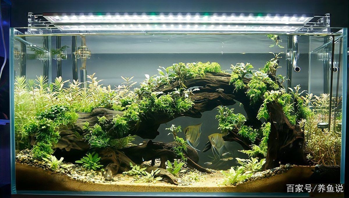 吉印燈養水草的正確方法，吉印燈賦能水草養護，精準調控打造水下綠植秘境
