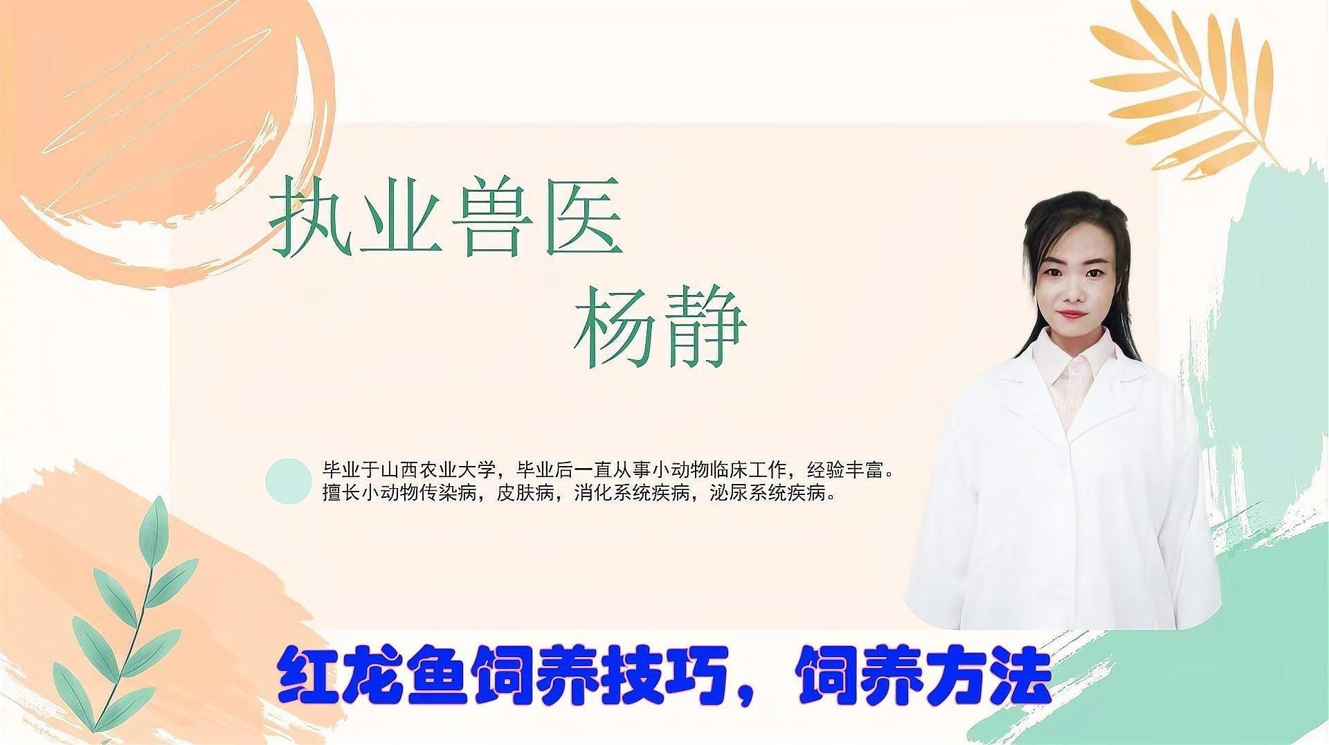 紅龍魚怎么養(yǎng)方法介紹，紅龍魚科學(xué)飼養(yǎng)全攻略，水質(zhì)管理+喂食技巧+日常護(hù)理詳解