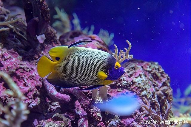 哥綠異形魚和哥白異形魚哪個好養，哥綠vs哥白異形魚，新手友好度終極