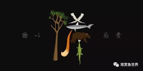 極品觀賞魚，頂級珍??！盤點令人驚艷的極品觀賞魚全