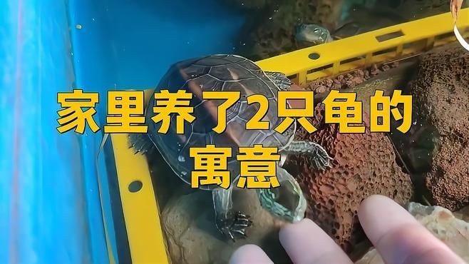 家里養2只烏龜好不好，家里養2只烏龜究竟好不好？飼養前必知的互動與養護