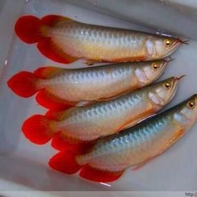 紅龍魚幼苗1~3cm圖片，高清特寫｜1-3cm紅龍魚幼苗
