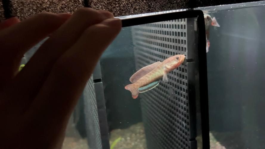 紅龍魚幼苗1~3cm圖片，高清特寫｜1-3cm紅龍魚幼苗