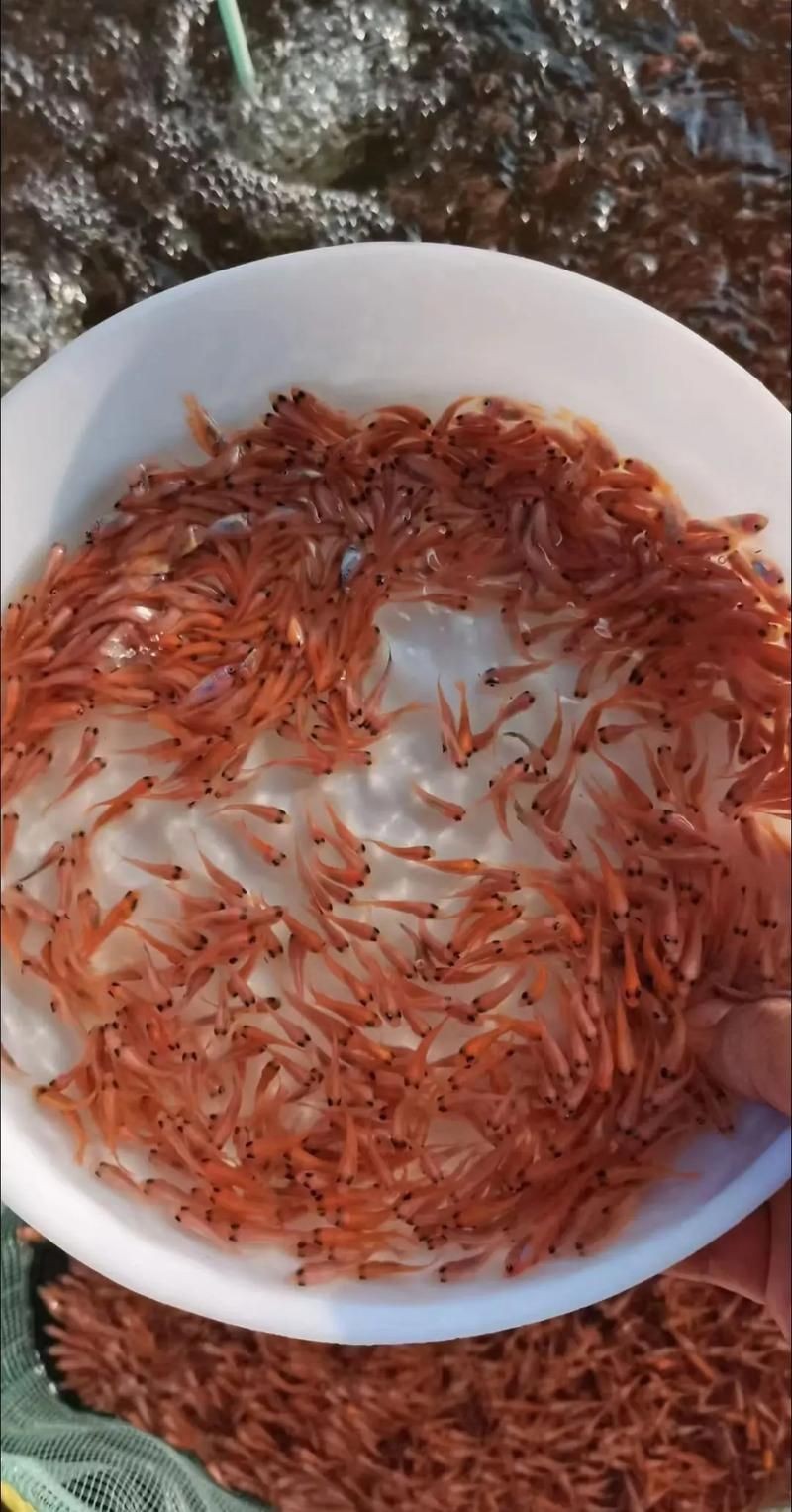 紅龍魚幼苗1~3cm圖片，高清特寫｜1-3cm紅龍魚幼苗