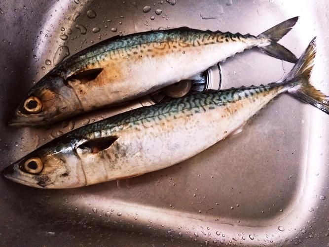 海魚圖片大全大圖，超清全球珍稀海魚高清圖片合集，沉浸式海洋生物視覺盛宴