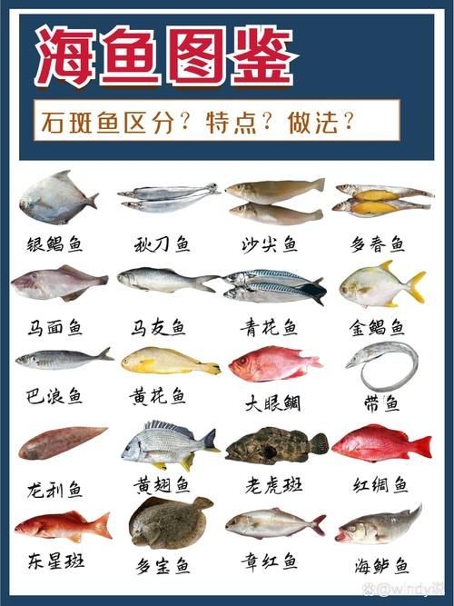 海魚圖片大全大圖，超清全球珍稀海魚高清圖片合集，沉浸式海洋生物視覺盛宴