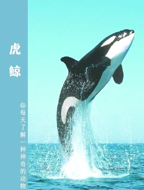 海虎動物圖片，探索海洋霸主，超清海虎動物 海虎動物圖片，探索海洋霸主，超清海虎動物 龍魚論壇 第6張