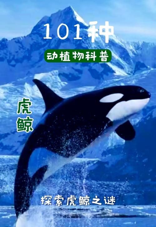 海虎動物圖片，探索海洋霸主，超清海虎動物 海虎動物圖片，探索海洋霸主，超清海虎動物 龍魚論壇 第5張