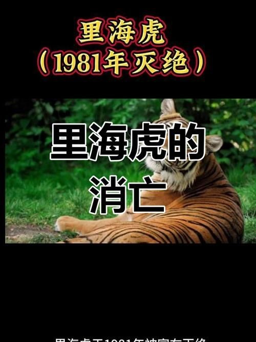 海虎動物圖片，探索海洋霸主，超清海虎動物 海虎動物圖片，探索海洋霸主，超清海虎動物 龍魚論壇 第1張