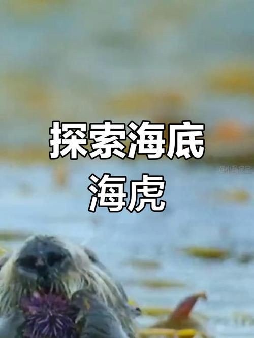 海虎動物圖片，探索海洋霸主，超清海虎動物 海虎動物圖片，探索海洋霸主，超清海虎動物 龍魚論壇 第3張
