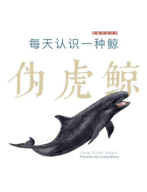 海虎動物圖片，探索海洋霸主，超清海虎動物 海虎動物圖片，探索海洋霸主，超清海虎動物 龍魚論壇 第4張