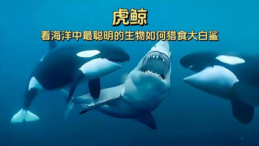 海虎動物圖片，探索海洋霸主，超清海虎動物 海虎動物圖片，探索海洋霸主，超清海虎動物 龍魚論壇 第11張