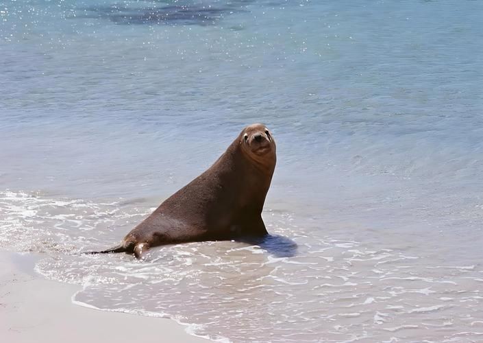 海虎動物圖片，探索海洋霸主，超清海虎動物 海虎動物圖片，探索海洋霸主，超清海虎動物 龍魚論壇 第12張