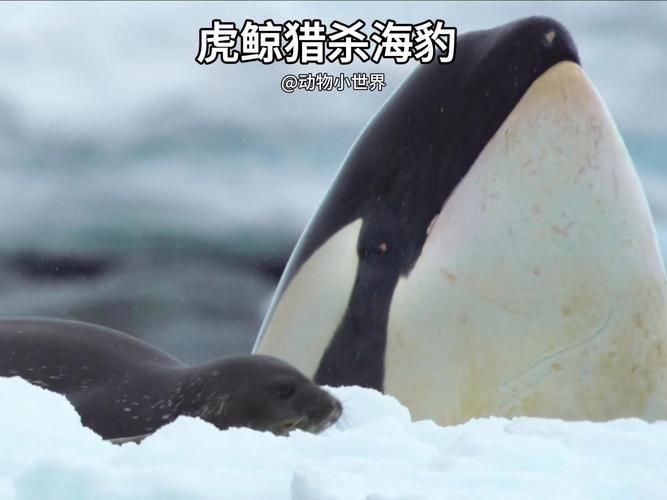 海虎動物圖片，探索海洋霸主，超清海虎動物 海虎動物圖片，探索海洋霸主，超清海虎動物 龍魚論壇 第20張