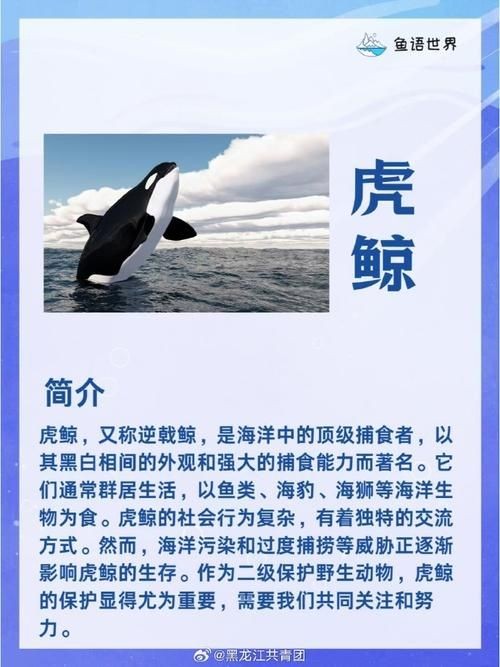 海虎動物圖片，探索海洋霸主，超清海虎動物 海虎動物圖片，探索海洋霸主，超清海虎動物 龍魚論壇 第22張