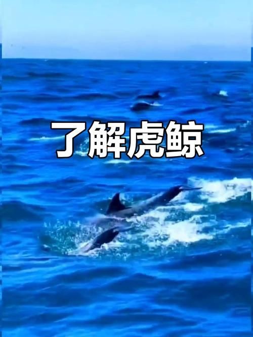 海虎動物圖片，探索海洋霸主，超清海虎動物 海虎動物圖片，探索海洋霸主，超清海虎動物 龍魚論壇 第16張