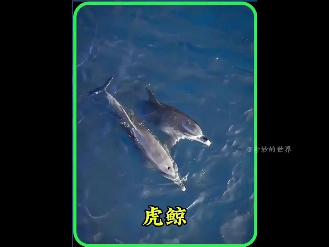 海虎動物圖片，探索海洋霸主，超清海虎動物 海虎動物圖片，探索海洋霸主，超清海虎動物 龍魚論壇 第15張