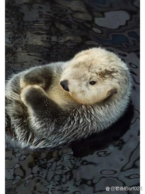 海虎動物圖片，探索海洋霸主，超清海虎動物 海虎動物圖片，探索海洋霸主，超清海虎動物 龍魚論壇 第13張