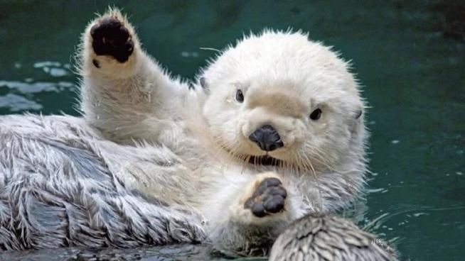 海虎動物圖片，探索海洋霸主，超清海虎動物 海虎動物圖片，探索海洋霸主，超清海虎動物 龍魚論壇 第23張