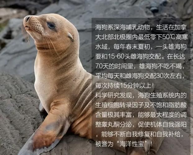 海虎動物圖片，探索海洋霸主，超清海虎動物 海虎動物圖片，探索海洋霸主，超清海虎動物 龍魚論壇 第14張