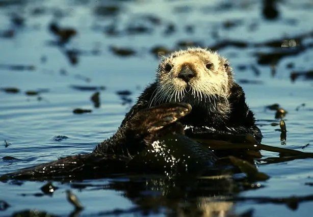 海虎動物圖片，探索海洋霸主，超清海虎動物 海虎動物圖片，探索海洋霸主，超清海虎動物 龍魚論壇 第27張