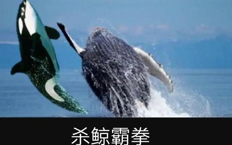 海虎動物圖片，探索海洋霸主，超清海虎動物 海虎動物圖片，探索海洋霸主，超清海虎動物 龍魚論壇 第25張