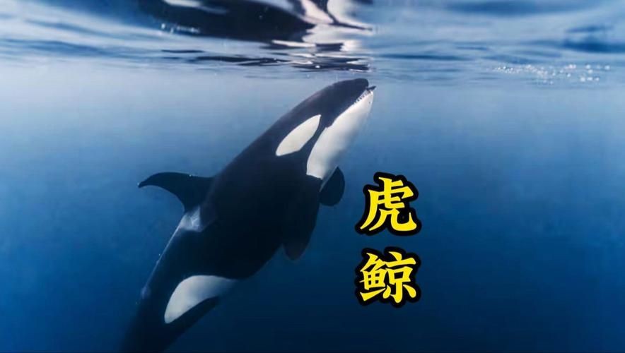海虎動物圖片，探索海洋霸主，超清海虎動物 海虎動物圖片，探索海洋霸主，超清海虎動物 龍魚論壇 第24張