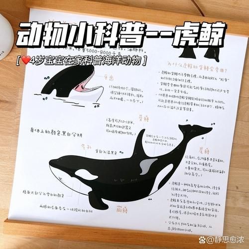 海虎動物圖片，探索海洋霸主，超清海虎動物 海虎動物圖片，探索海洋霸主，超清海虎動物 龍魚論壇 第21張