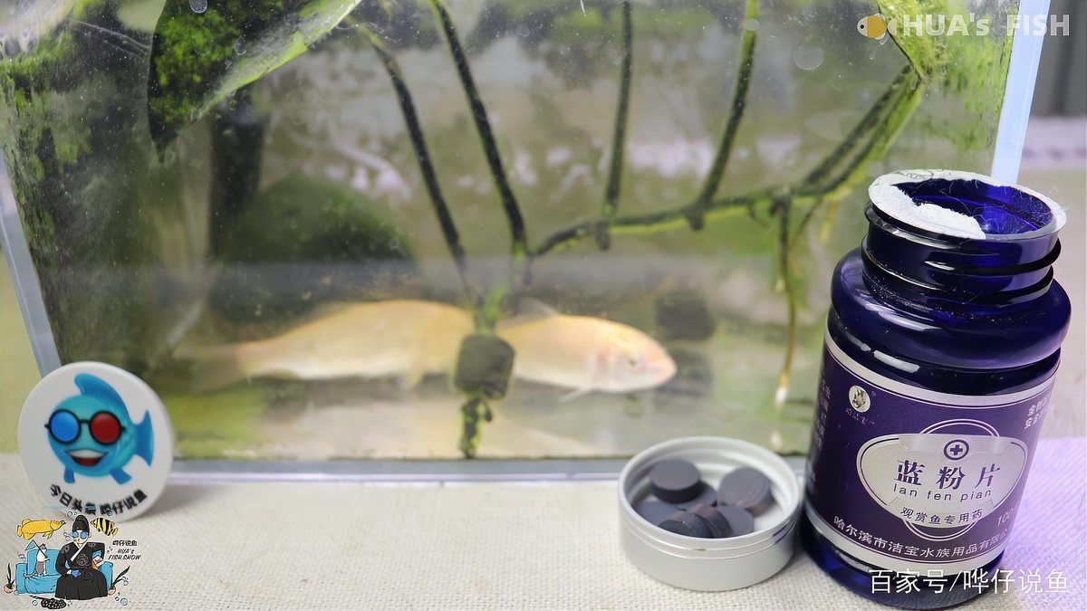 亞甲基藍(lán)對(duì)炸鱗有效嗎，亞甲基藍(lán)治療觀賞魚炸鱗病癥的實(shí)際功效解析