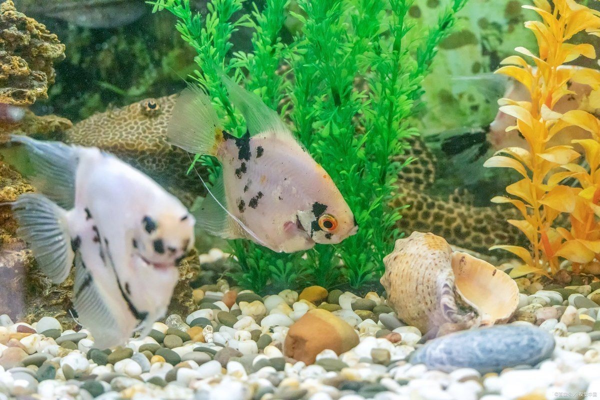 亞甲基藍對炸鱗有效嗎，亞甲基藍治療觀賞魚炸鱗病癥的實際功效解析