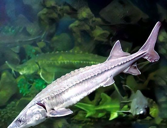 國(guó)家一二級(jí)保護(hù)野生魚(yú)類大全，權(quán)威名錄國(guó)家一二級(jí)重點(diǎn)