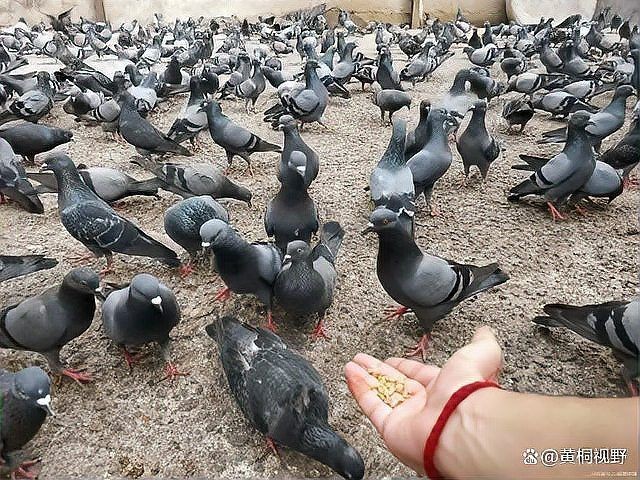 回本最快的養殖業，極速回本！盤點當下