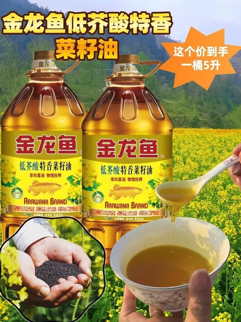 3元一條小金龍魚圖片，??3元超值！超萌小金龍魚高清 3元一條小金龍魚圖片，??3元超值！超萌小金龍魚高清 龍魚百科 第22張